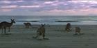 Kangaroos at sunrise - Cape Hillsborough NP - QLD (PBH4 00 15213)